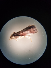 Galasa nigrinodis