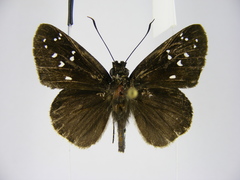 Hypoleucis tripunctata draga