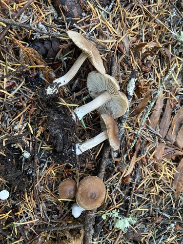 Owingsia PNW01 graham.jpg