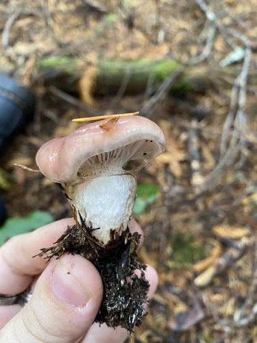 Owingsia PNW01 graham.jpg