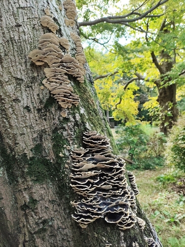 Trametes versicolor