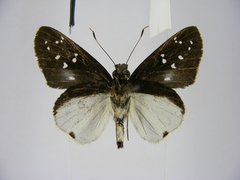 Hypoleucis tripunctata draga