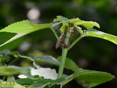 Peblephaeus decoloratus