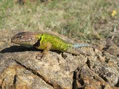 Sceloporus formosus