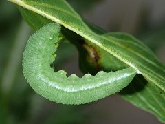 Common Brimstone