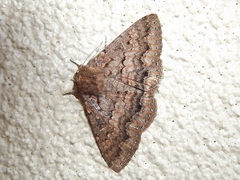 Eudesmeola lawsoni