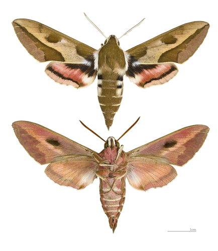 Leafy Spurge Hawkmoth