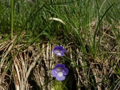 Pinguicula