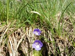 Pinguicula