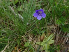 Pinguicula