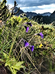 Pinguicula