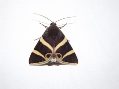 Grammodes ocellata