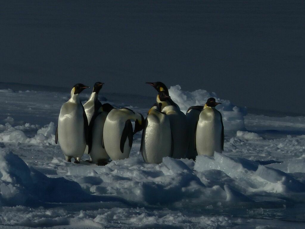 Emperor penguins gathered on broken sea ice