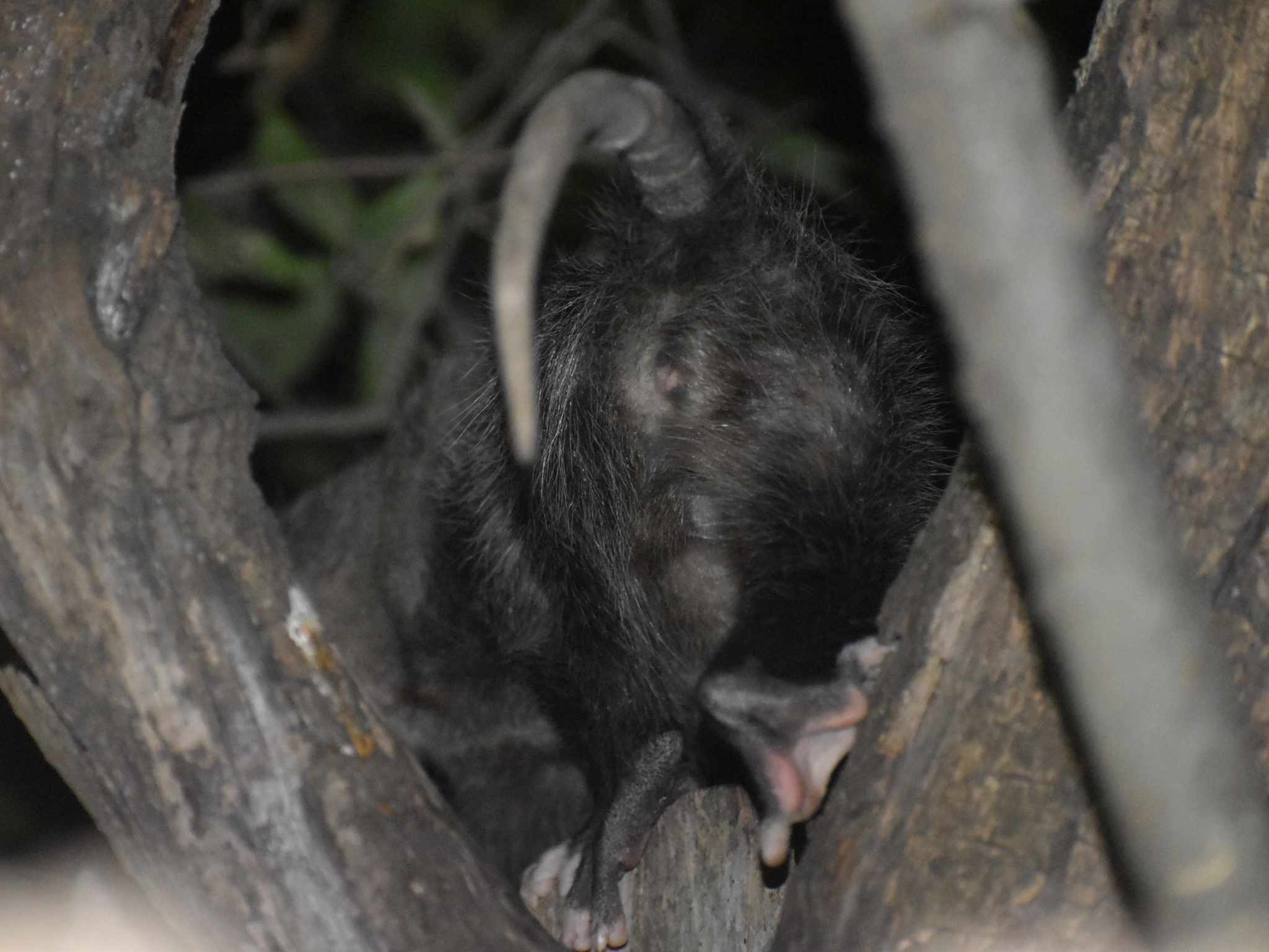 Didelphis virginiana<br>14 October, 2024