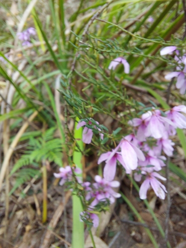 Image of Tetratheca pilosa by (c) graeme lunt, some rights reserved (CC BY)