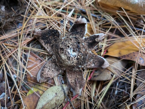 Geastrum triplex (Photo 2 of 4)