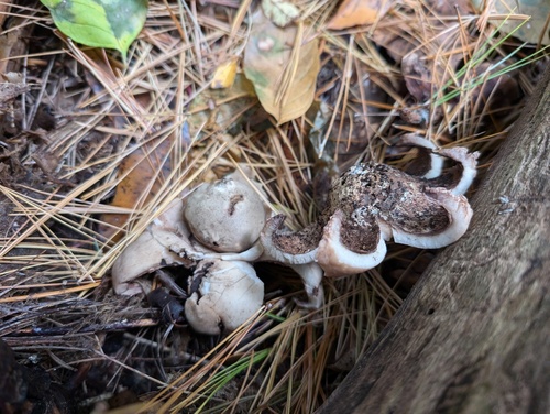 Geastrum triplex (Photo 4 of 4)