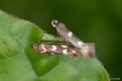 Scythris scopolella