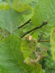 Macrodactylus subspinosus