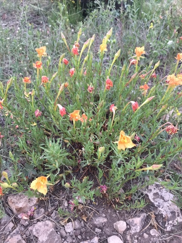 Oenothera hartwegii ssp. fendleri