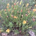 Fendler's Sundrops - Photo (c) Ali, some rights reserved (CC BY-NC), uploaded by Ali