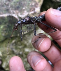 Neohirasea hongkongensis