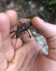 Neohirasea hongkongensis