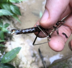 Neohirasea hongkongensis