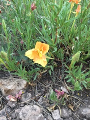 Oenothera hartwegii fendleri