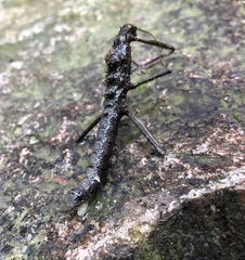 Neohirasea hongkongensis