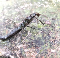Neohirasea hongkongensis