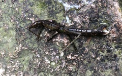 Neohirasea hongkongensis