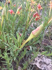 Oenothera hartwegii fendleri