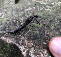 Neohirasea hongkongensis