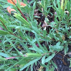 Oenothera hartwegii fendleri
