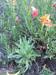 Oenothera hartwegii fendleri