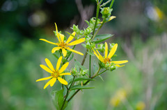 Silphium asteriscus asteriscus