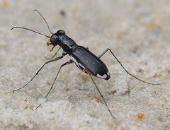 Cicindela abdominalis
