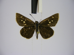 Kedestes brunneostriga