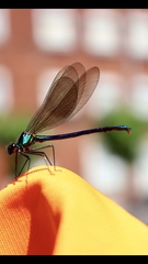Calopteryx xanthostoma