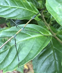 Phraortes stomphax