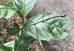 Phraortes stomphax