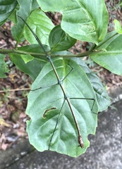 Phraortes stomphax