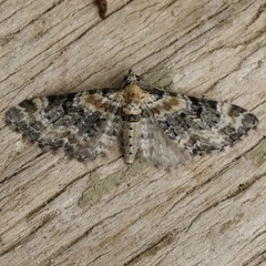 Eupithecia pulchellata