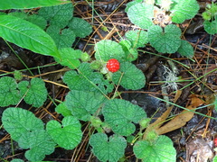 Rubus pectinellus