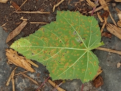 Puccinia malvacearum