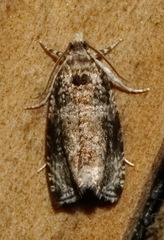 Olethreutes appendiceum