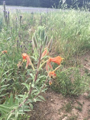 Oenothera elata hirsutissima