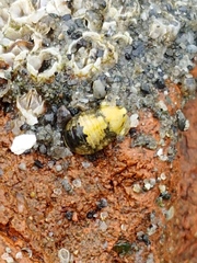 Gnorimosphaeroma oregonense