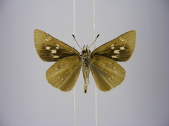 Kedestes brunneostriga